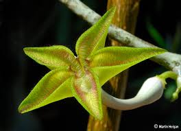 Image result for Ceropegia cimiciodora