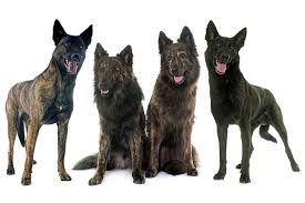 Maybe you would like to learn more about one of these? Dutch Shepherd Dog Breed Information American Kennel Club