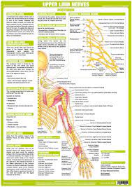 Muscles of the back region. Anatomy Posters Human Body Nervous System Charts In 2021 Nervous System Anatomy Human Body Nervous System Upper Limb Anatomy