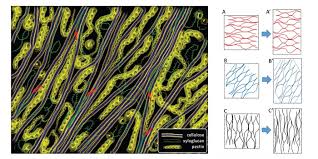 Check spelling or type a new query. Plantae Review Diffuse Growth Of Plant Cell Walls Plantae
