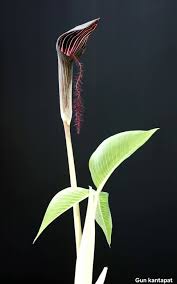 Image result for Arisaema mildbraedii