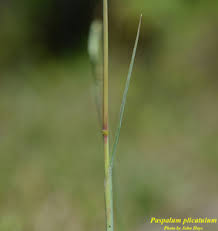 Image result for Paspalum plicatulum