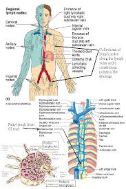 Super angebote für torso anatomie hier im preisvergleich. The Immune And Lymphatic Systems Of The Upper Torso Anatomy Medicine Com