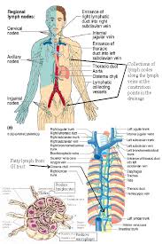 The anatomical mini torso model has several removable parts too; The Immune And Lymphatic Systems Of The Upper Torso Anatomy Medicine Com