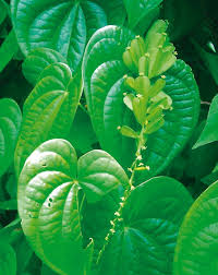 Image result for Dioscorea quartiniana