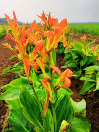 Image result for Canna indica