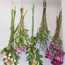 Does hanging upside down help the drying plant or change some properties within the plant? Tips For Harvesting Drying And Storing Flowers