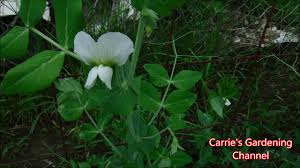 Peas are sweet and spunky, and you can eat every part of the plant, tasting that essential pea flavor in everything from the sprouts to the flowers. Edible Sweet Peas Update What Do Sweet Pea Pods Look Like Youtube