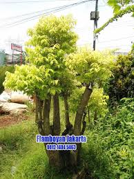 We did not find results for: Cara Memilih Tanaman Untuk Dibuat Bonsai Tukang Taman Surabaya Jasa Taman Surabaya