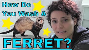 Some with free shipping and some sold with cage. How Much Does A Ferret Cost 2021 Cost Breakdown Beyond The Treat