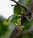 Image result for Artabotrys stolzii