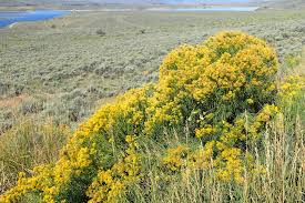 Image result for Nesaea ramosa