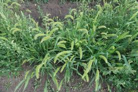 Image result for Setaria lindenbergiana