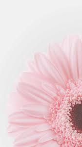 These are just cute floral wallpapers. Iphone Pastel Floral Backgrounds Aesthetic Wallpaper Hd