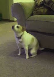 Doggie Dance Off Starring Nathan The Dancing Dog Rover Blog