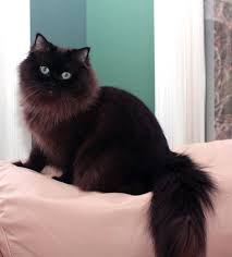 United states ragamuffin kittens for sale: Ragamuffin Cat Black Ragamuffin Cat Fluffy Black Cat Gorgeous Cats