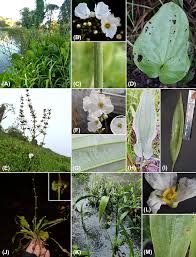 Image result for Alismataceae