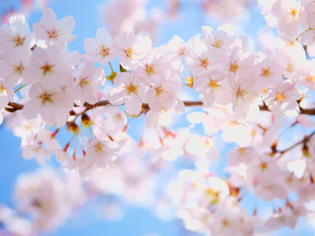 「桜 無料写真」の画像検索結果"