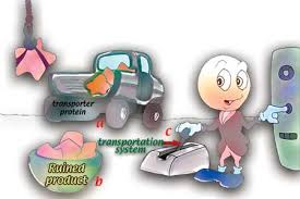 Résultat de recherche d'images pour "membrane cellulaire"