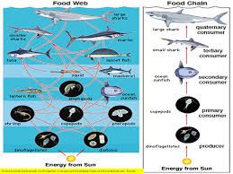 The food chaingizmo™ shows a food chain with hawks, snakes, rabbits, and grass. What Is An Ecosystem All The Living Biotic And Nonliving Abiotic Parts Of An Environment As Well As The Interactions Among Them Ecosystems May Ppt Download
