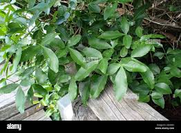 Image result for Searsia natalensis