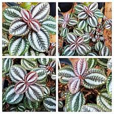 Buang bunga yang layu dan mati karena daun dan bunga yang mati adalah sumber penyakit. Jual Bibit Tanaman Hias Daun Perak Bunga Hias Gantung Bibit Murah Sukulen Kab Purbalingga Budinursery Tokopedia