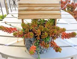 They did an awesome job!!! Sedum Rubrotinctum Jelly Beans Care Propagation Toxicity Blooms Succulent Plant Care