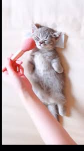 Pet Arkadas Home Facebook