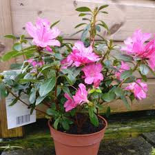 Rhododendron Japonica Amoena Azalea Amoena In Gardentags Plant Encyclopedia Azalea japonica amoena cocci̇nea, pembe çiçekli açelya, i̇thal, saksıda. rhododendron japonica amoena azalea