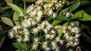 Image result for Syzygium komatiense