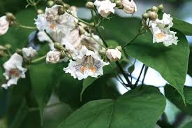 Image result for Catalpa