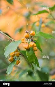 Image result for Myrianthus