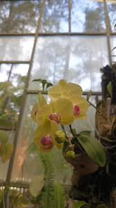 Image result for Rhipidoglossum