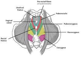 The Pelvic Floor Structure Function Muscles Teachmeanatomy