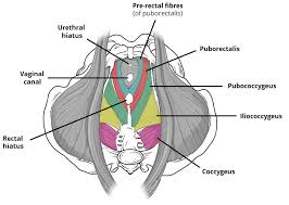 This method, the subject of her companion volumes anatomy of movement and anatomy of movement: The Pelvic Floor Structure Function Muscles Teachmeanatomy