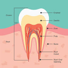 Maybe you would like to learn more about one of these? Question From A Patient My Tooth Didn T Hurt Before You Worked On It Why Does It Hurt Now Canyon Gate Dental Of Orem