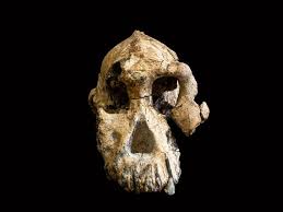 It was found in a cave in siberia three years ago and represents the fifth denisovan individual ever found. Here S What 2019 Scientific Discovery Taught Us About Our Human Origins At The Smithsonian Smithsonian Magazine