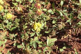 Image result for Crotalaria bernieri