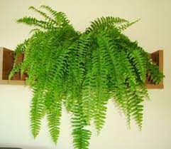 Boston Fern Nephrolepis Exaltata Bostoniensis Hanging Plants Plants Indoor Plants