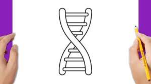 How To Draw Dna - Youtube