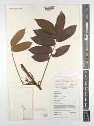 Image result for Cnestis