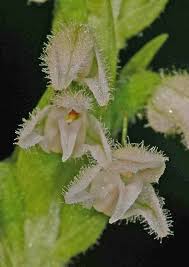 Image result for Goodyera