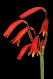 Image result for Cyrtanthus rhodesianus