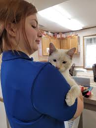 Found male Siamese cat in Lakewood NY