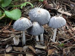 Image result for Coprinus lagopus