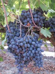 Autumn Royal Grapes Grapes Grape Vines Beautiful Fruits
