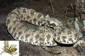 Pin By Victoria Fuentes On Amphibians Reptiles Snake Weird Creatures Spider