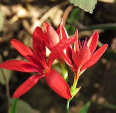 Image result for Heteropyxis natalensis