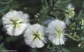 Image result for Acacia pentagona
