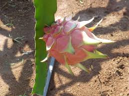 The cutting should not be less than 6 inches long or more than 15 inches long. How To Plant Dragon Fruit Cuttings